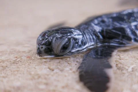 Sleeping baby turtle Stock Photos
