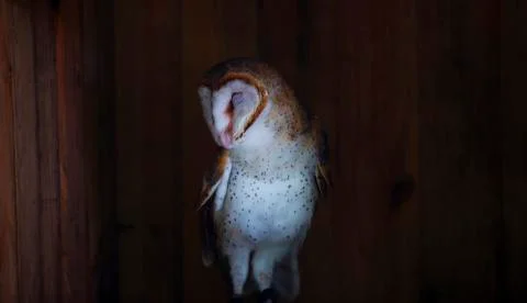 Sleeping barn owl  Stock Photos