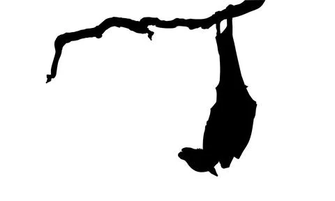 Sleeping Bat on the Branch Tree Silhouette Stock Illustration