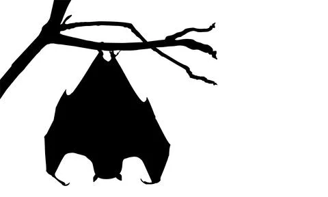 Sleeping Bat on the Branch Tree Silhouette Stock Illustration