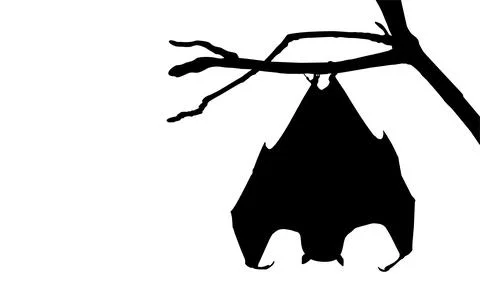Sleeping Bat on the Branch Tree Silhouette Stock Illustration