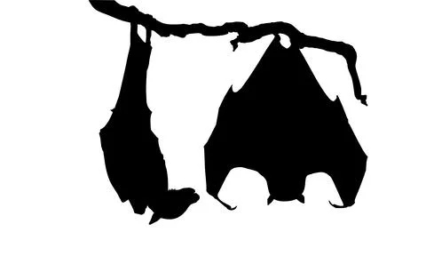 Sleeping Bat on the Branch Tree Silhouette Stock Illustration