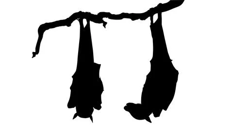 Sleeping Bat on the Branch Tree Silhouette Stock Illustration