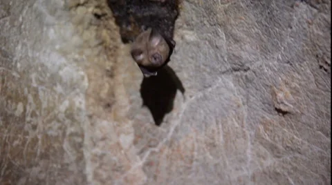 Sleeping bat in cave Stock Footage 59976898