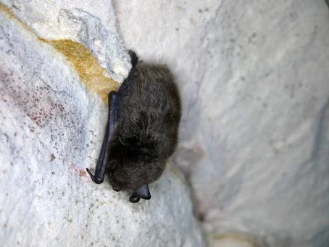 Sleeping bat in cave mouse-eared bat sleeping in cave during hibernation C... Stock Photos