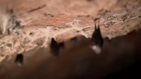Sleeping Bat Hanging Upside Down in Cave 2 Stock Footage 306532727