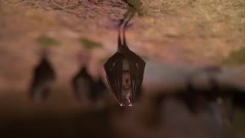 Sleeping Bat Hanging Upside Down in Cave 1 Stock Footage 306532790