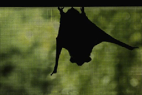Sleeping bat. Stock Photos