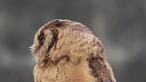 Sleeping bay owl Stockbeeldmateriaal 56300986