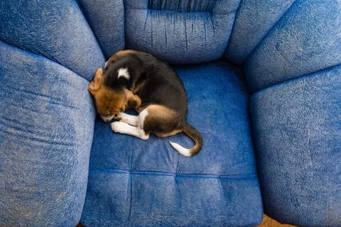 Sleeping beagle in the blue sofa from up Stock Photos