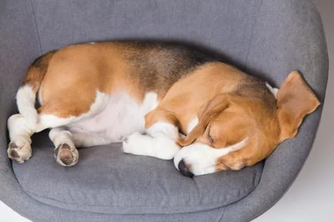 Sleeping beagle dog Foto stock