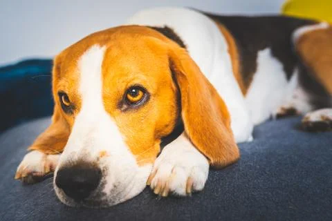 Sleeping beagle dog on sofa. Lazy day on couch Stock Photos