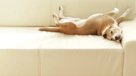 Sleeping beagle dog wag the tail when noticed somebody come in Stock-Footage 54816660