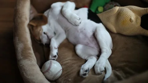 Sleeping beagle puppy Stock Footage 109424444