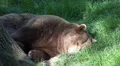 Sleeping bear close up in sunny grassy tree shadow HD Footage