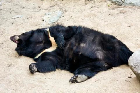Sleeping bear Foto stock