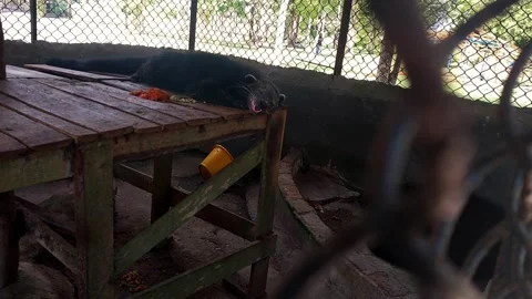 Sleeping Binturong Inside Zoo Enclosure Vídeo Stock 289263473