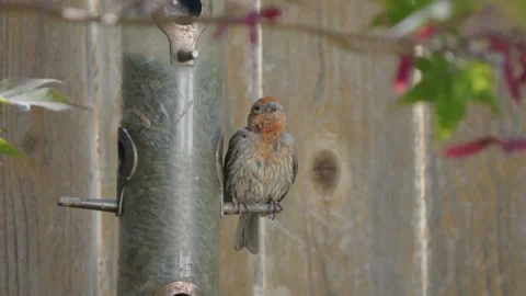 Sleeping bird on feeder Video stock 284780408