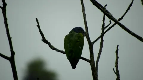 Sleeping Bird Perched on Tree - Animated Wildlife Scene Stock Footage 307468159