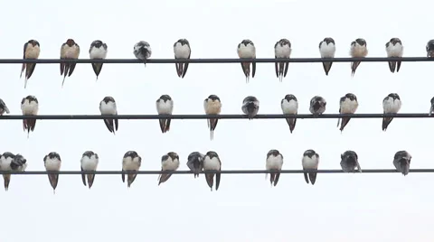 The sleeping birds on a wire Stock Footage 33654358