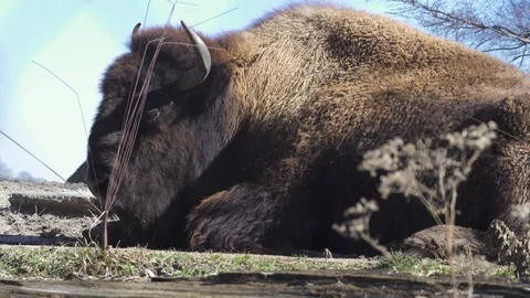 Sleeping Bison in 4K Stock Footage 102782644