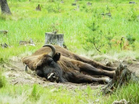 The Sleeping Bison Stock Photos
