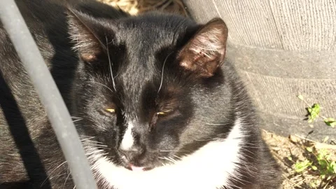Sleeping Black and White Cat Rests Peacefully on Ground Stock-Footage 262394406