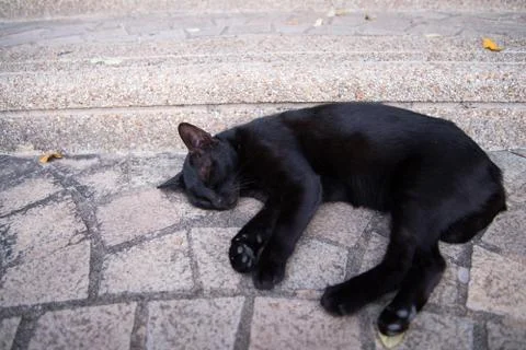 Sleeping black cat Stock Photos
