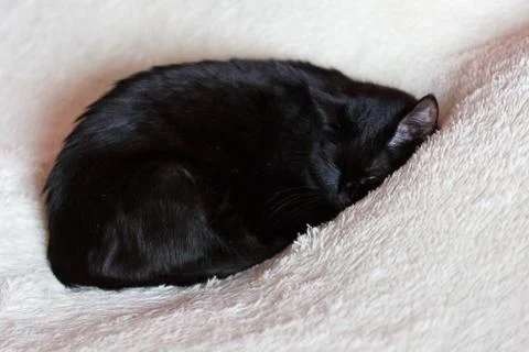 Sleeping black cat Stock Photos