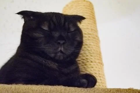 A sleeping black cat Foto stock