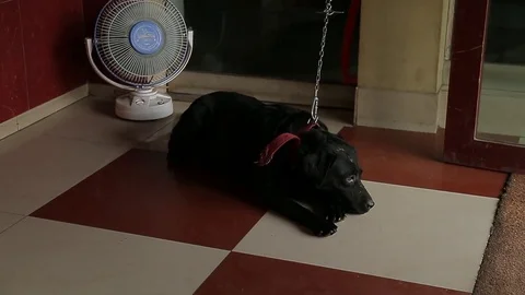 The sleeping black cute dog has a fan blowing. Heat. Stock Footage 80610616
