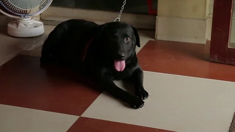 The sleeping black cute dog has a fan blowing. Heat. Stock Footage 80610657