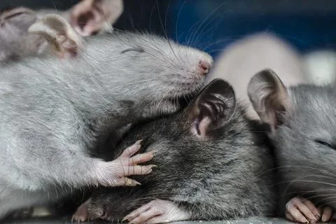 Sleeping, blind rat Stock Photos