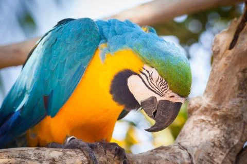 Sleeping blue parrot Stock Photos
