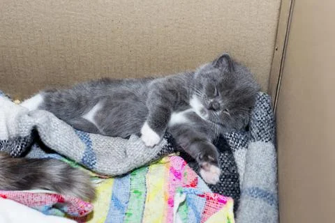 Sleeping in a box Scottish kitten Stock Photos