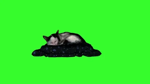 Sleeping Breathing 3D cat Stock Footage 164108956