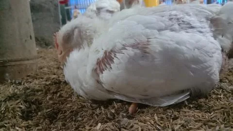 Sleeping broiler chickens to develop Stock Photos