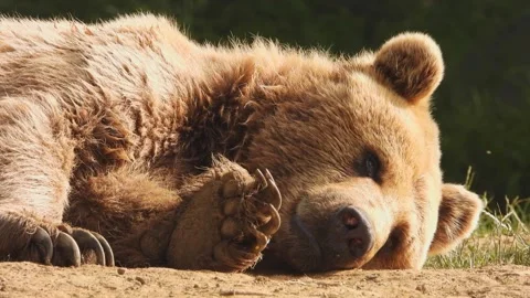Sleeping brown bear resting on forest ground - Animal Behavior and Free Roaming Stock Footage 339732754