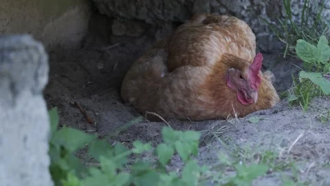 Sleeping Brown Hen Resting Calmly in Farmyard Closeup Stock Footage 334251228