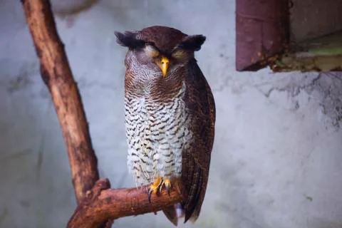 Sleeping brown owl  Stock Photos