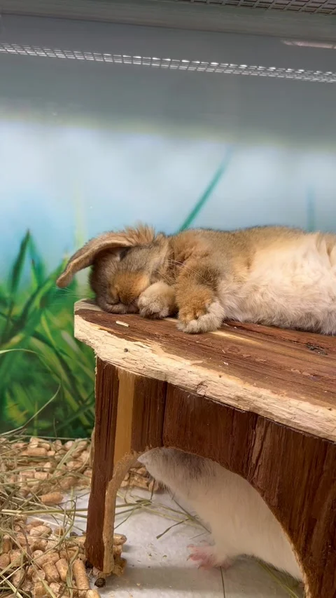 Sleeping Brown Rabbit and White Mouse Resting Together in Cozy Animal Enclosure Stock Footage 346414235