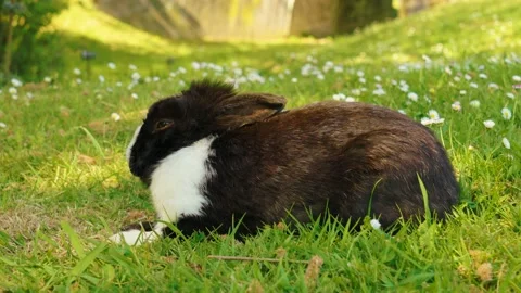 Sleeping brown white rabbit on meadow with chamomile flowers Stock Footage 239371093
