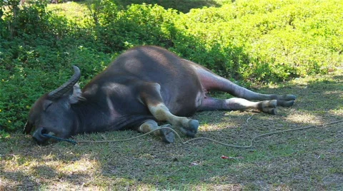 Sleeping buffalo Stock Footage 711576