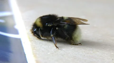 Sleeping bumblebee. The bumblebee sleeps and often often breathes Stock Footage 10713828