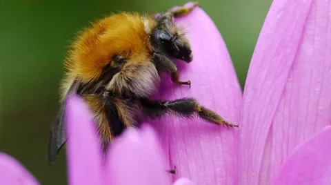 Sleeping bumblebee 스톡 동영상 8658901