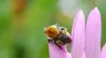 Sleeping bumblebee HD Footage