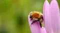 Sleeping bumblebee HD Footage