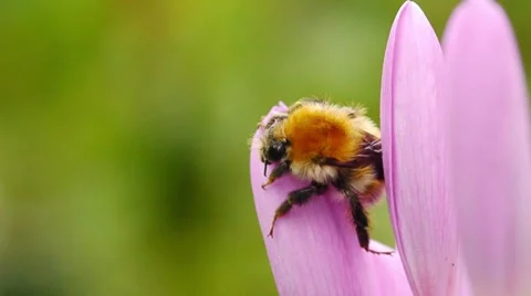 Sleeping bumblebee 스톡 동영상 8658905