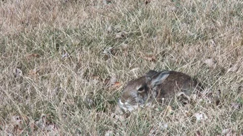 Sleeping Bunny Stock Footage 10855402