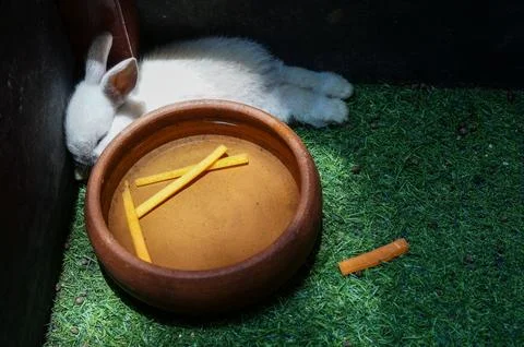 Sleeping Bunny Foto stock